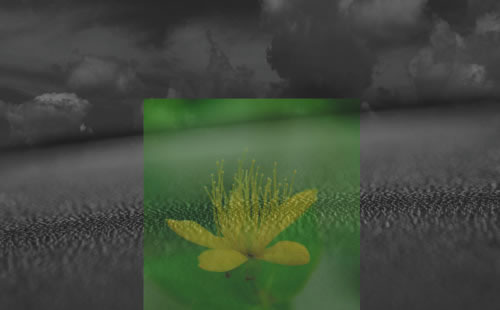 ogasawara_yoshihiro002