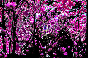 ASANO Norio（浅野 則夫）