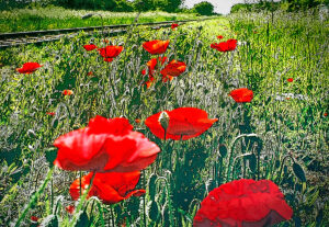 モニカ レーディック | Monika Ledig